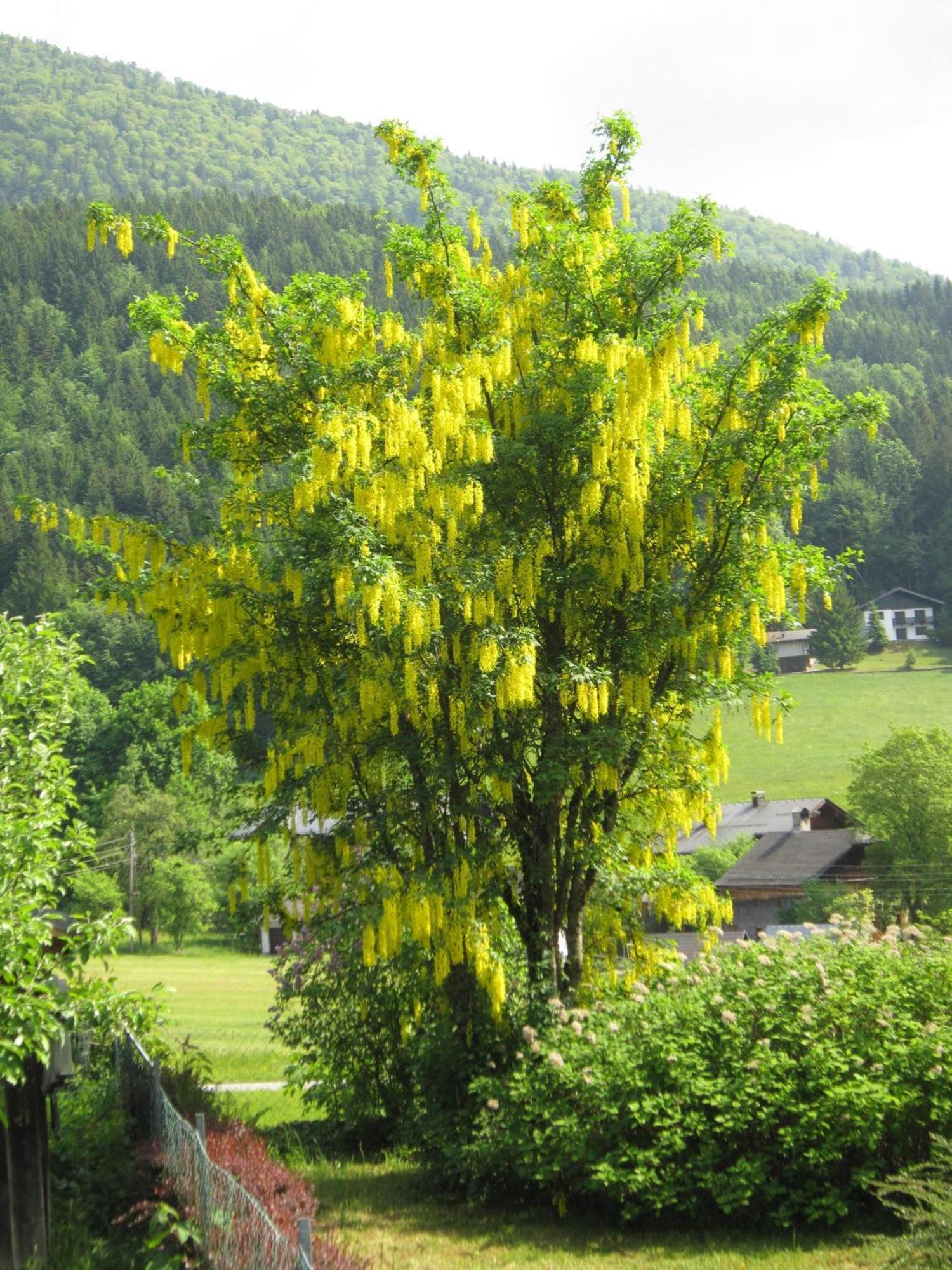 Appartement Scheibling Saint Wolfgang Esterno foto